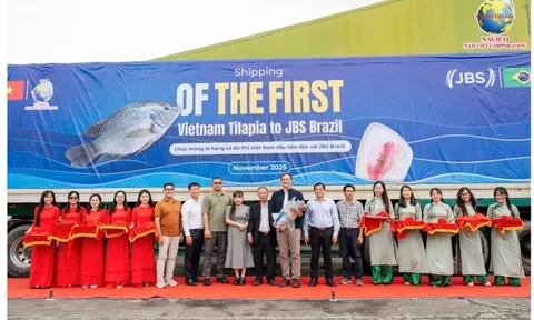 Đơn hàng 700 tấn cá rô phi Việt Nam lần đầu vào Brazil: Ai đứng sau?