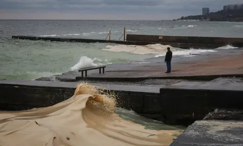 Tràn dầu hướng dương ở Odessa sau không kích, chim chết la liệt dọc bờ biển