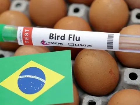 Cúm gia cầm độc lực cao lây lan, Brazil tuyên bố tình trạng khẩn cấp