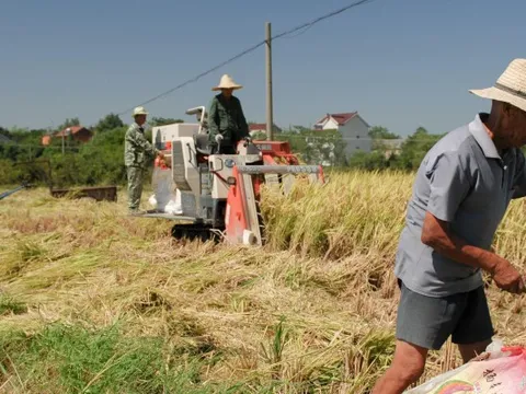 An ninh lương thực Trung Quốc đối mặt mối đe dọa tiềm ẩn: Những vùng quê già cỗi