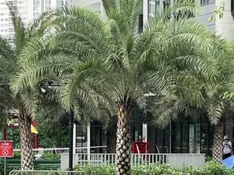 Người đàn ông 74 tuổi nghi rơi từ tầng 19 chung cư xuống đất tử vong