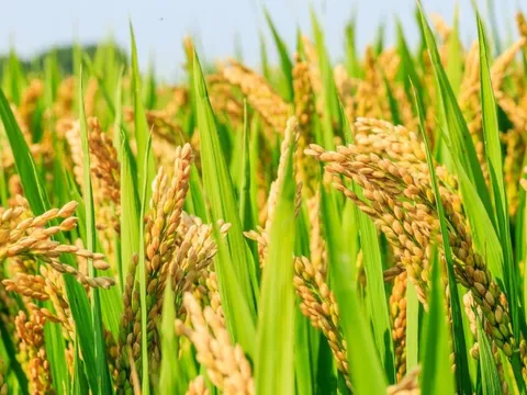 Cuối 2023: Giá lương thực và lạm phát vẫn diễn biến phức tạp tại châu Á
