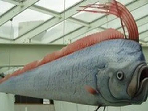 Ngư dân Thái Lan lo sợ động đất sau khi bắt được 'cá động đất'