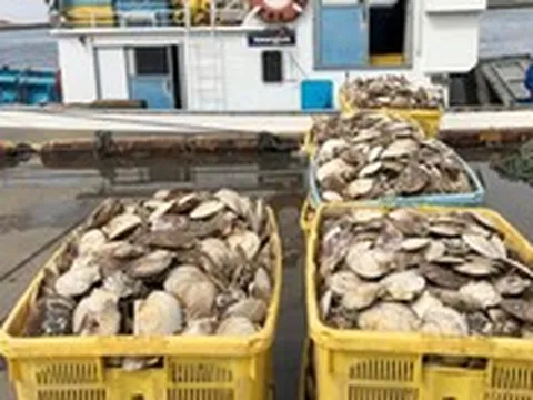 Trung Quốc làm khó, Nhật Bản đưa sò điệp sang Việt Nam chế biến