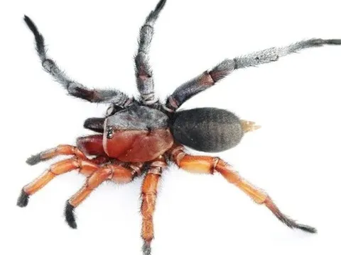 Phát hiện nhện nửa đực nửa cái cực hiếm tại Thái Lan