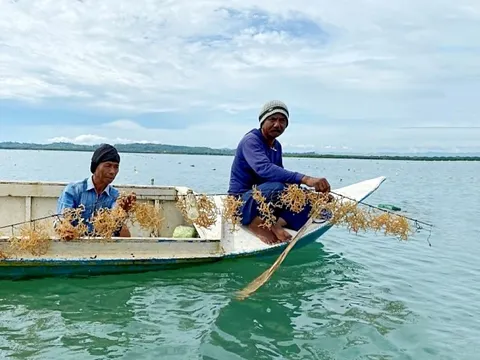 Rong biển thành 'vàng xanh' mới của thế giới