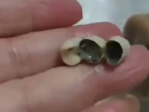 Khách TQ hoảng hốt khi phát hiện răng giả trong xúc xích, dim sum