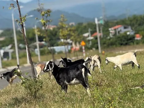 Cụm Công nghiệp Cẩm Lệ xây xong... để đó