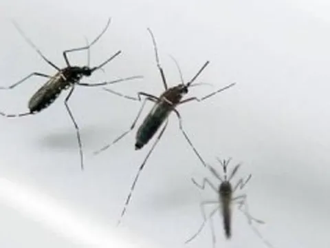 Một quốc gia châu Âu lần đầu tiên phát hiện thấy muỗi: Bắt được 3 con gồm 2 cái và 1 đực
