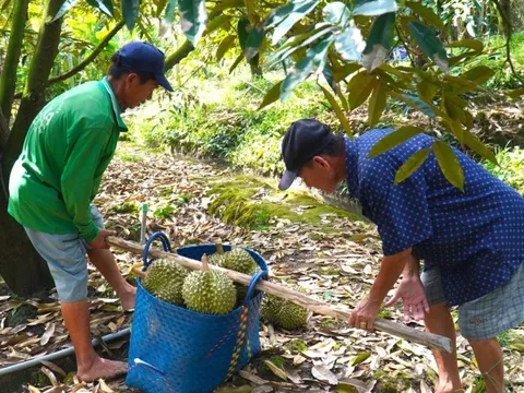 Đưa thông tin đến nông dân phải cập nhật thường xuyên như dự báo thời tiết