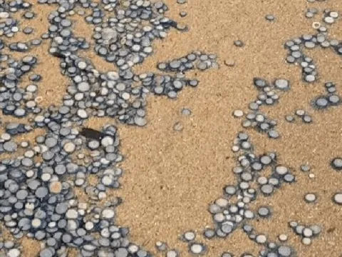 Phát hiện kho báu đồng xu rải rác trên bãi biển: Sự thật đằng sau "nổi da gà"