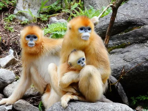 Trung Quốc tung 'đại sứ lông vàng' nối gót gấu trúc