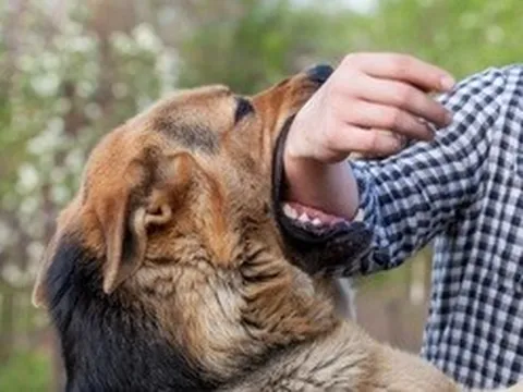 Bệnh dại vẫn diễn biến phức tạp, 57 trường hợp tử vong