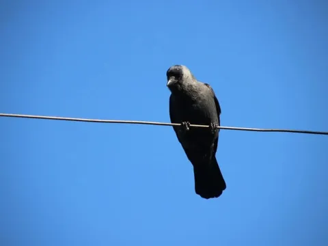 Xe nào dễ dính phân chim nhất?