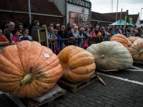 Bí mật sinh học khiến bí ngô phình to như ô tô, còn việt quất nhỏ xíu