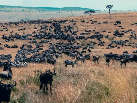 Con người di chuyển nhiều gấp 40 lần toàn bộ động vật hoang dã