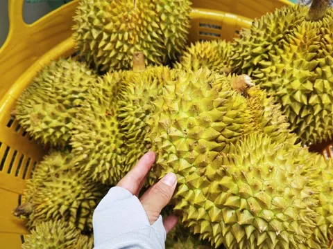 Phó Thủ tướng yêu cầu làm rõ trách nhiệm để gián đoạn kiểm nghiệm sầu riêng