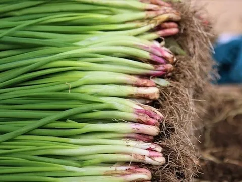 Loại lá “vài nghìn một nắm” ở chợ Việt là khắc tinh của ung thư tiêu hóa