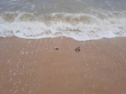 Thứ "không muốn thấy" xuất hiện ở bờ biển Quảng Trị