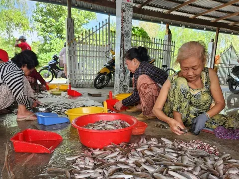 Dễ như đi... xúc cá linh, kiếm tiền triệu