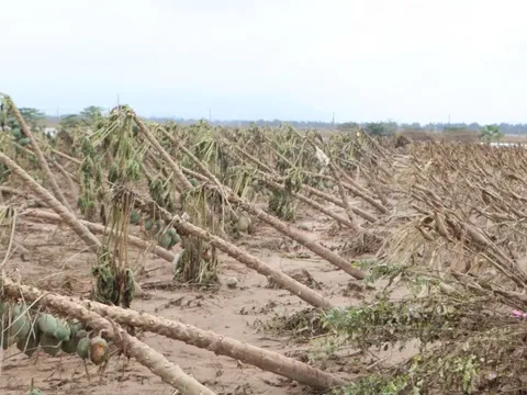 Xót xa lúa mọc mầm do ngâm nước lũ, phải đổ bỏ