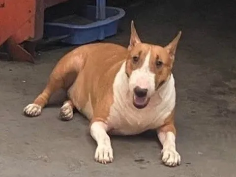 Chú chó giống hệt 'cậu Vàng' trong game Việt gây sốt toàn cầu