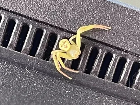 Nhện 'mặt người' gây sốt mạng xã hội