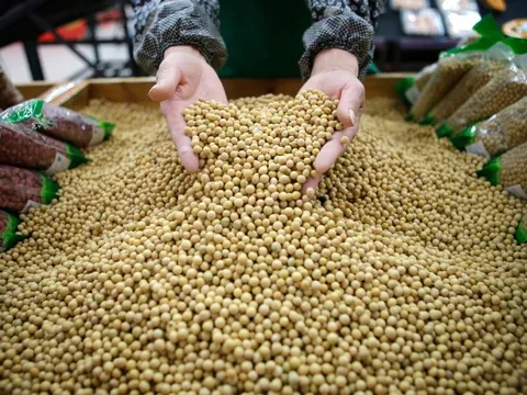 Vì sao Trung Quốc tăng mua đậu nành từ Brazil thay vì Mỹ?