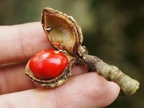 Loại hạt rơi mục nay thành “vàng đen bạc triệu” khiến thương lái tranh mua