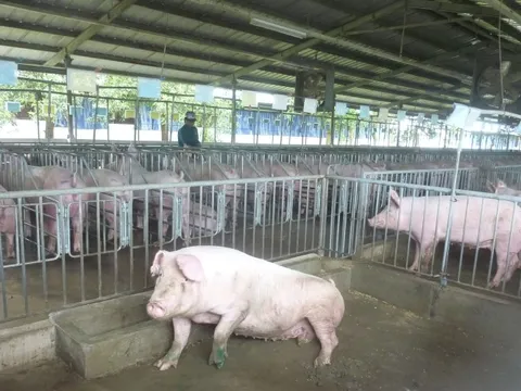 Giá heo hơi hôm nay, 4-11: Đồng loạt giảm mạnh