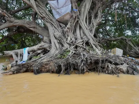 Cây sanh 100 năm tuổi bật gốc sau 'lũ chồng lũ' ở Huế