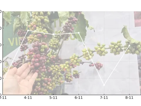Giá cà phê hôm nay 8-11: Quay đầu tăng mạnh