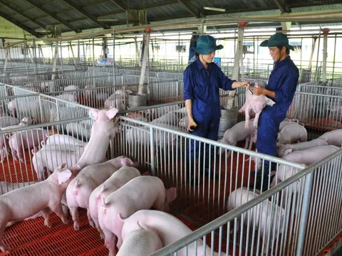 Giá heo hơi hôm nay, 8-11: Diễn biến lạ