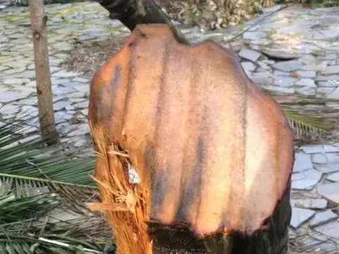 Xác minh clip 'tôn bay chém đứt thân cây dừa' ở Đắk Lắk xôn xao MXH