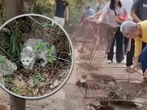 Phẫn nộ ở Trung Quốc: 'Phóng sinh' 1.100 con mèo xuống hồ chứa nước