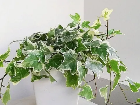 7 cây NASA khuyên trồng