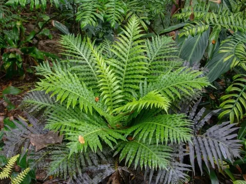 Lần đầu tiên Trung Quốc phát hiện đất hiếm trong cây khiến thế giới sửng sốt, tiềm năng thay đổi tương lai ngành khai khoáng