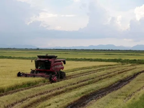 Phép màu nông nghiệp Việt tại Cuba: Một công ty tư nhân giúp tăng 350% năng suất lúa, có thể mở rộng diện tích trồng lên 5.000 ha