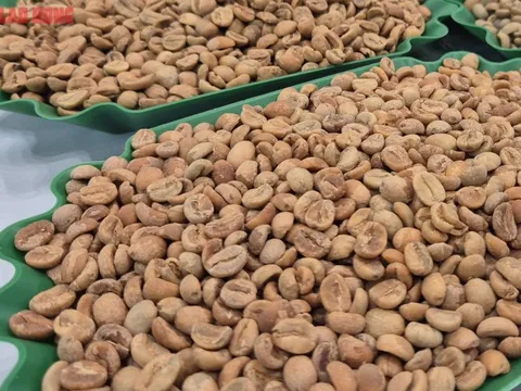 Giá cà phê hôm nay 11 -11: Tăng tiếp, Arabica lại vượt 9.000 USD/tấn
