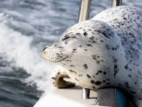 Clip hải cẩu leo lên thuyền nhiếp ảnh gia, thoát bầy cá voi sát thủ trong gang tấc