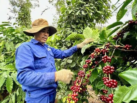 Nghịch lý cà phê Robusta Việt Nam