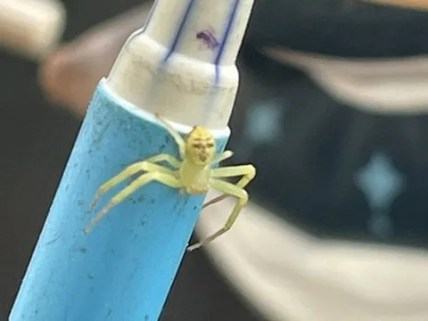 Nhện “mặt người” gây chú ý trên mạng Thái Lan