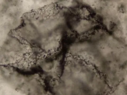 AI phát hiện dấu vết sự sống cổ xưa nhất trên Trái đất