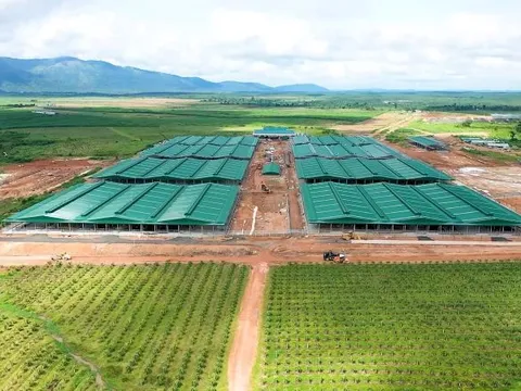 Thaco của tỷ phú Trần Bá Dương đang làm dự án nào tại Gia Lai?