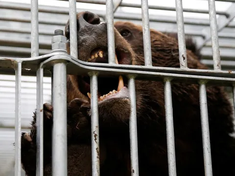 Nhật Bản huy động nhiều lực lượng đi săn gấu