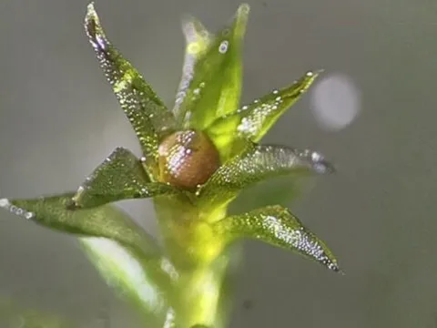 Rêu sống sót 9 tháng ngoài không gian, khoa học sửng sốt