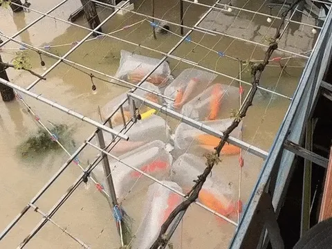 Lũ dữ cuốn trôi hơn 3.000 cá Koi, chủ trại 'mất trắng' 300 triệu