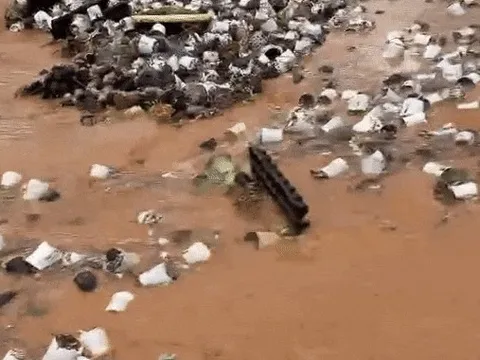 Lũ cuốn trôi vườn sen đá tiền tỷ của chủ vườn lớn nhất Đà Lạt