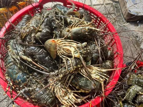 Tôm hùm chết sạch vì lũ, gia đình Đắk Lắk mất trắng 10 tỷ đồng