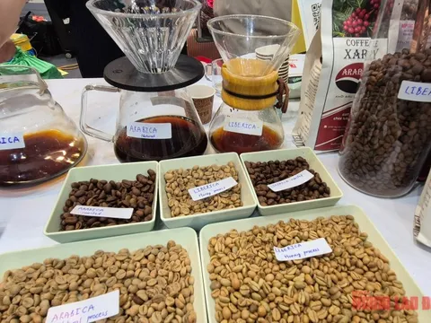 Giá cà phê hôm nay 24-11: Tuần mới sẽ ra sao?